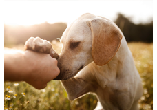 Benzedura de Animais 