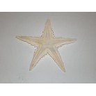 Estrela do Mar Pq Natural