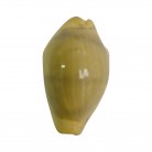 Búzio N6 Moçambique