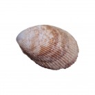 Concha Acrosterigma