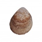 Concha Acrosterigma