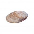 Concha Acrosterigma
