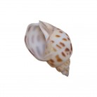 Concha Aerolata babylonia