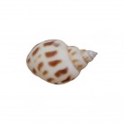 Concha Aerolata babylonia
