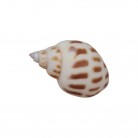 Concha Aerolata babylonia