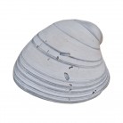 Concha Bivalvia