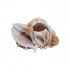 Concha Bursa rana