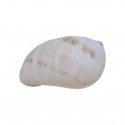 Concha Caracol de Terra