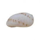 Concha Caracol de Terra