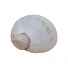 Concha Caracol de Terra
