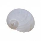 Concha Caracol de Terra
