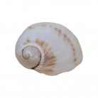 Concha Caracol de Terra