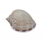 Concha Casmaria erinaceus