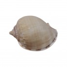 Concha Casmaria erinaceus
