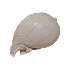 Concha Casmaria erinaceus