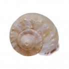 Concha Casmaria erinaceus
