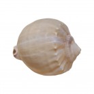 Concha Casmaria erinaceus