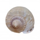 Concha Casmaria erinaceus