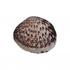 Concha Gafrarium pectinatum