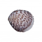 Concha Gafrarium pectinatum