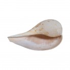 Concha Gd Ficus gracilis
