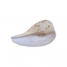 Concha Gd Ficus gracilis