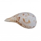 Concha Gd Ficus gracilis
