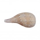 Concha Gd Ficus gracilis
