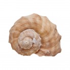 Concha Gd Rapana rapiformis