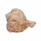 Concha Gd Rapana rapiformis