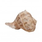 Concha Gd Rapana rapiformis