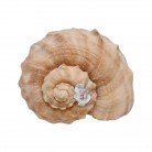 Concha Gd Rapana rapiformis