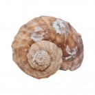 Concha Gd Rapana rapiformis