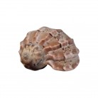 Concha Harpidae Harpa articularis