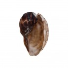 Concha Harpidae Harpa articularis