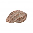 Concha Harpidae Harpa articularis