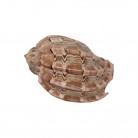 Concha Harpidae Harpa articularis