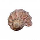 Concha Harpidae Harpa articularis