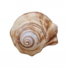 Concha Hemifusus