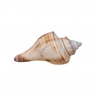 Concha Hemifusus