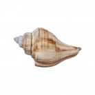 Concha Hemifusus