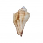 Concha Hemifusus