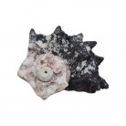 Concha Md Angaria delphinus