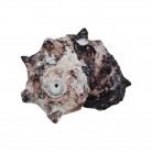 Concha Md Angaria delphinus