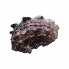 Concha Md Angaria delphinus