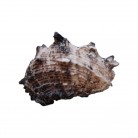 Concha Md Angaria delphinus