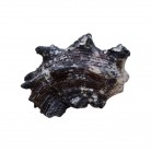 Concha Md Angaria delphinus