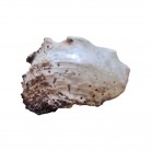 Concha Md Angaria delphinus
