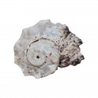 Concha Md Angaria delphinus