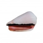 Concha Md Conus luhuanus